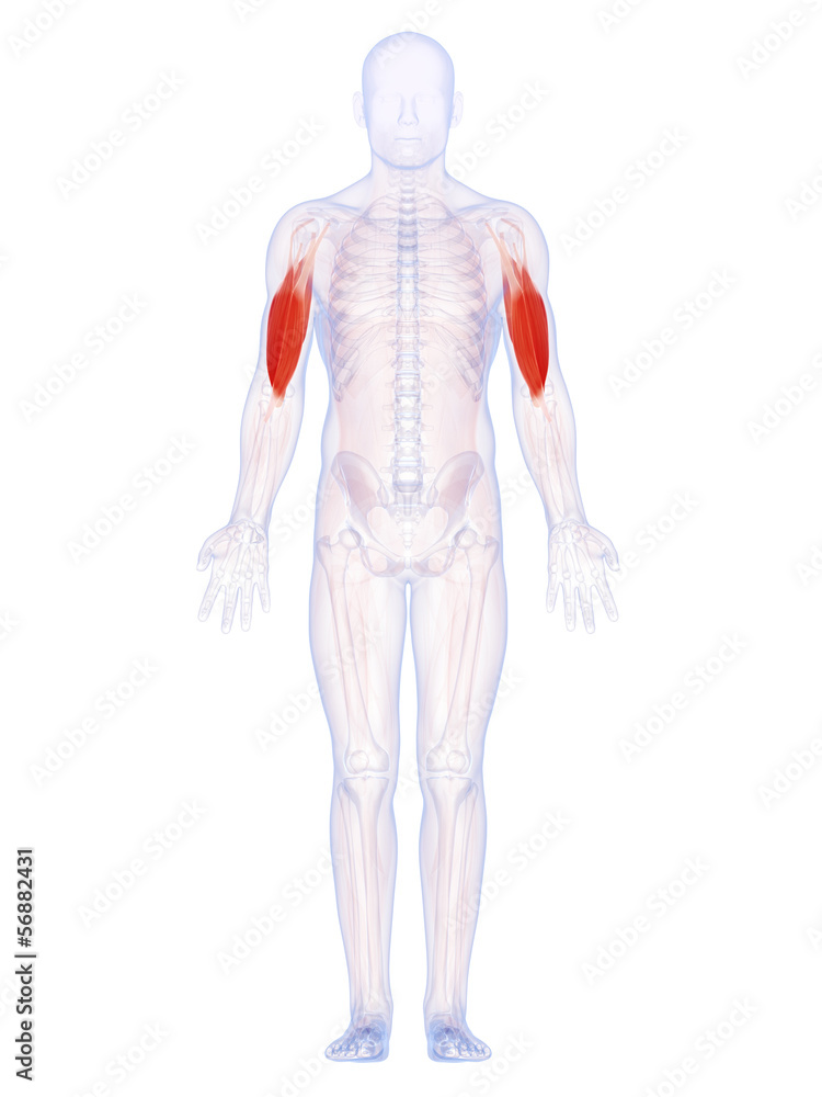 3d rendered illustration of the upper arm muscles 3d rendered illustration of the upper arm muscles