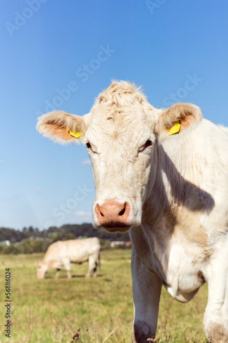 Cow on the Meadow © Ezio Gutzemberg