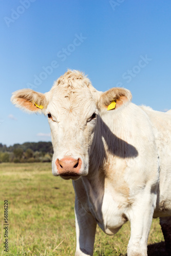 Cow on the Meadow © Ezio Gutzemberg