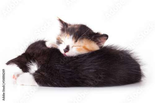 kittens are sleeping