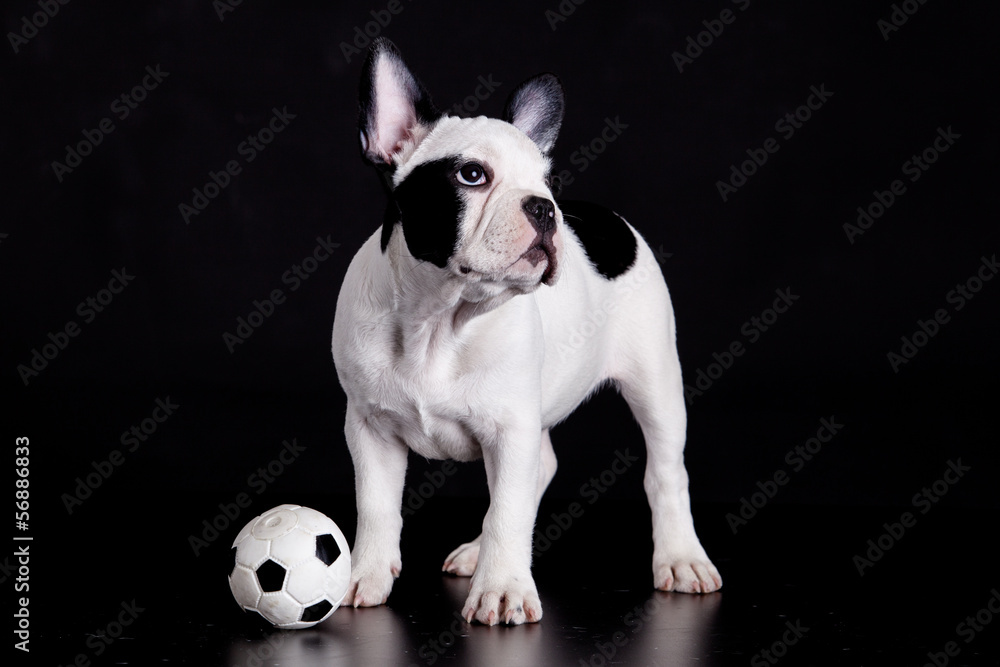 French bulldog puppy with  ball on  black background