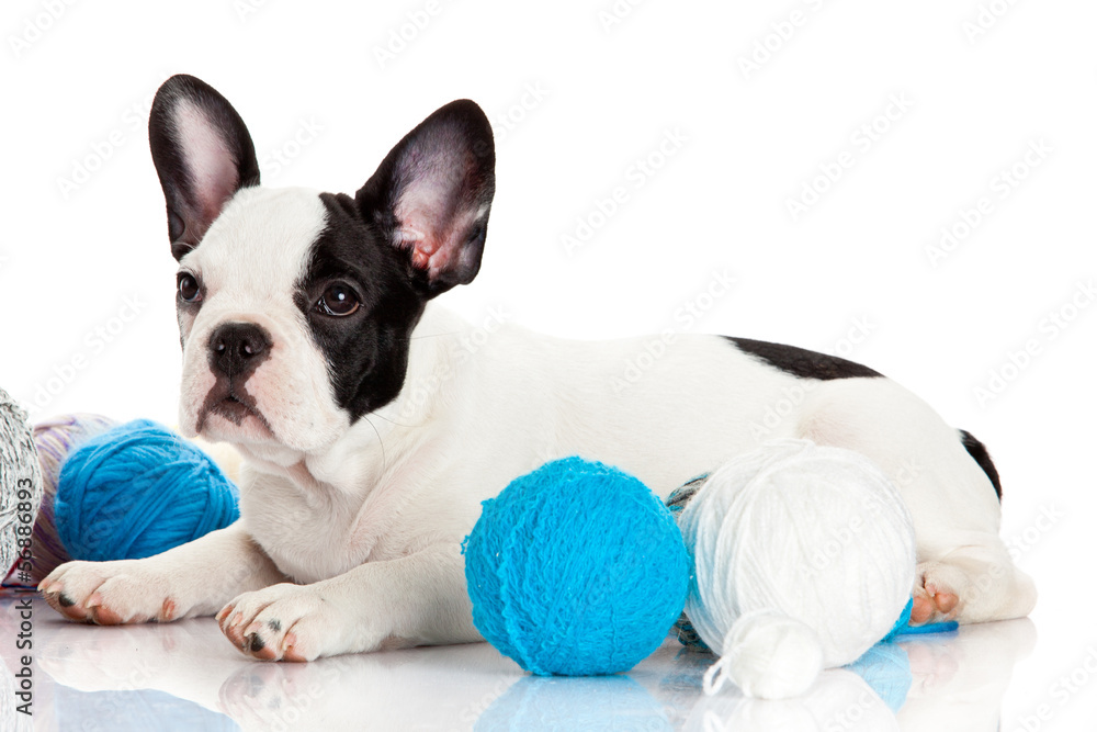 Fototapeta premium Happy puppy of the french bulldog on a white background