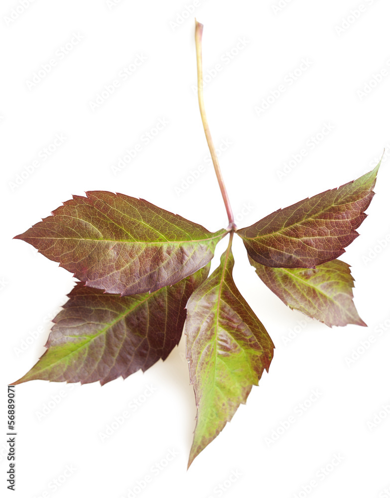 autumn leaf isolated on white autumn leaf isolated on white