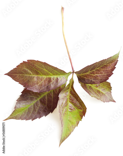 autumn leaf isolated on white