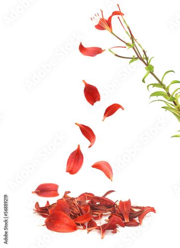 Fototapeta Naklejka Na Ścianę i Meble -  Withered lily with fallen petals