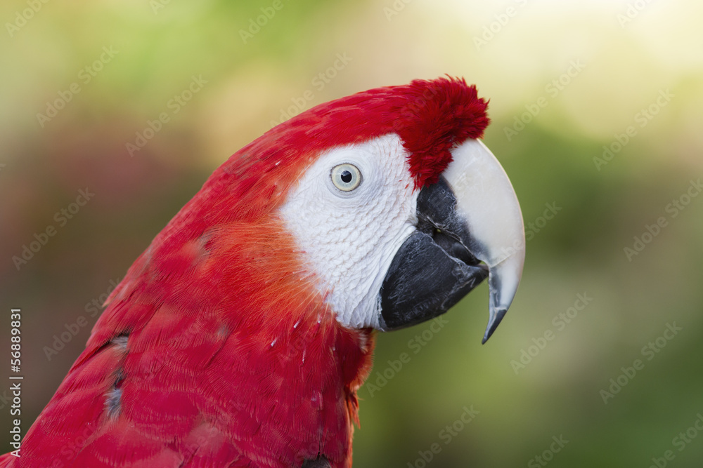 Scarlet macaw profile.