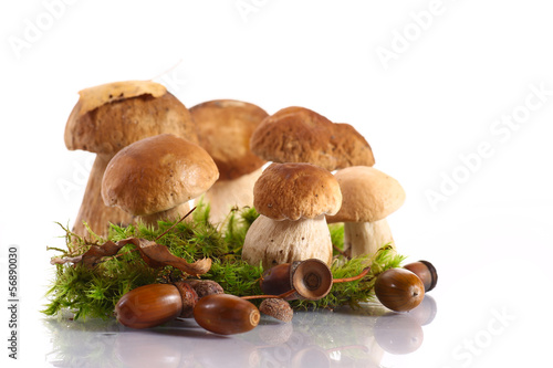 forest cep