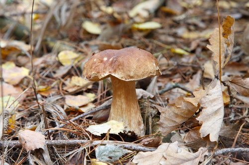 Cep growing in the forest
