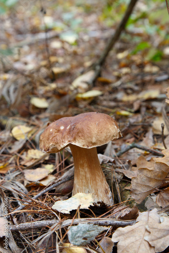 Cep growing in the forest