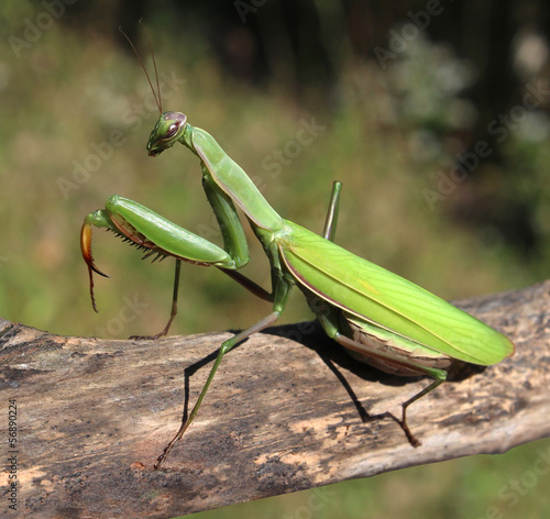 Bild auf Leinwand Praying Mantis
