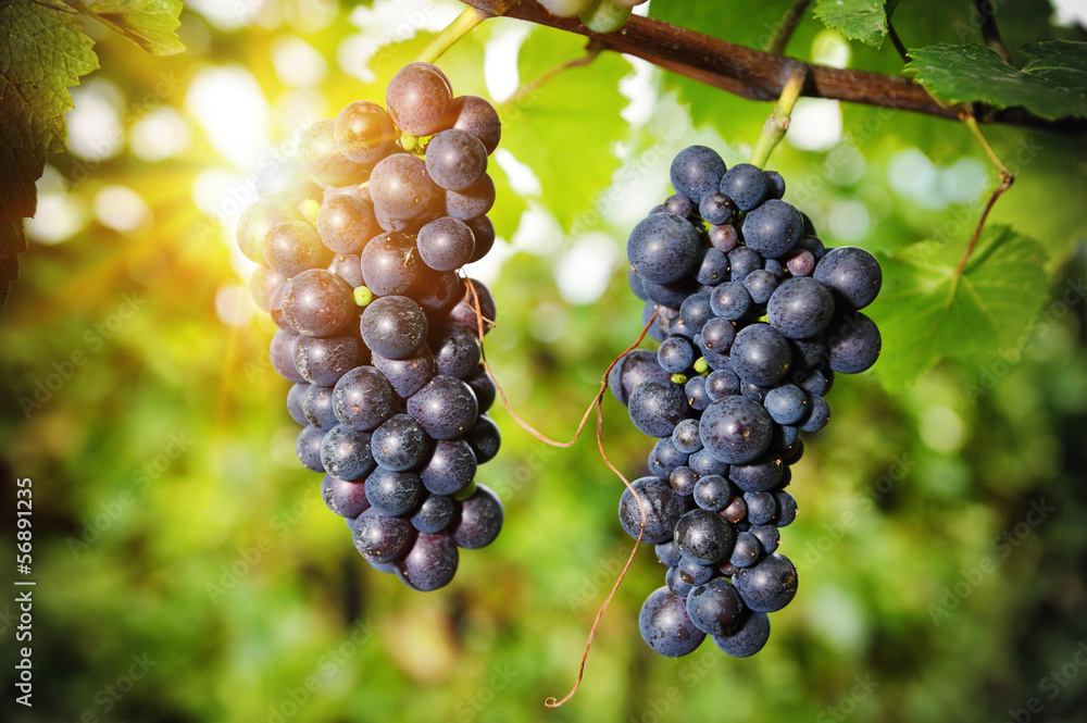 Fresh organic grape on vine branch Fresh organic grape on vine branch