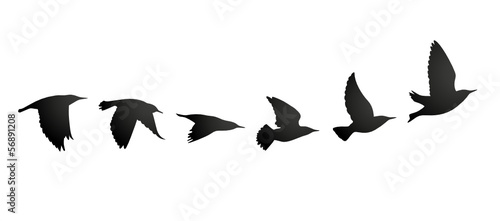 Vogelzug Vektor Silhouette © Naturestock