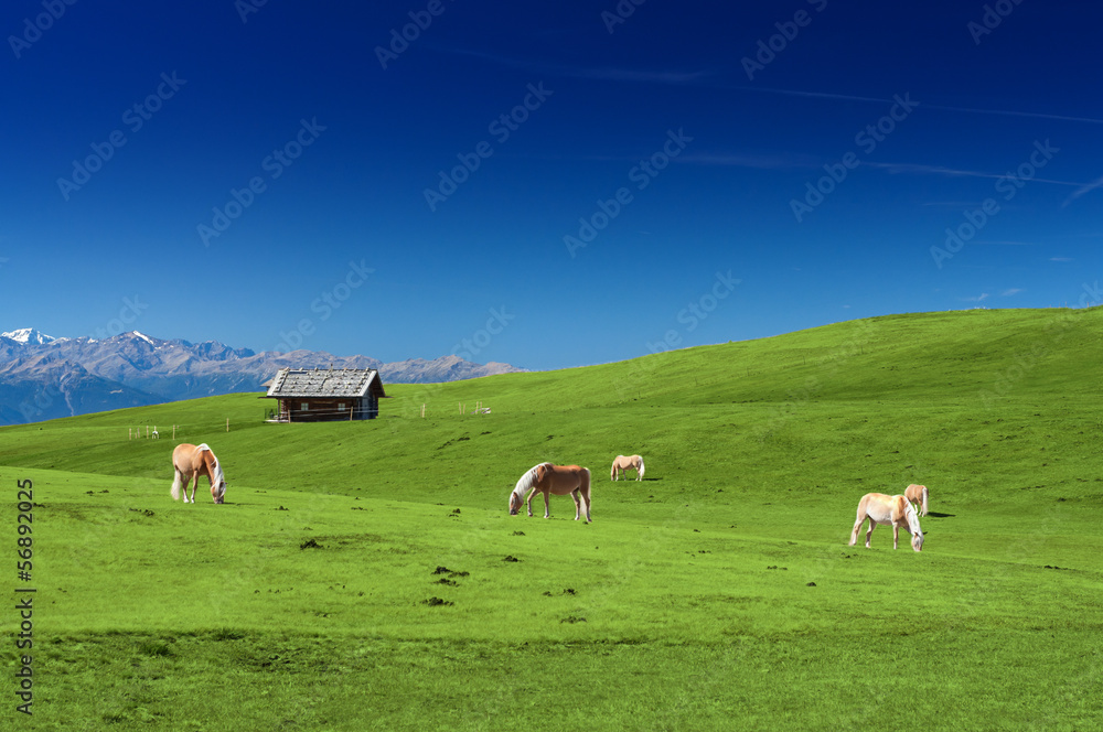 Horses grazing on a pasture