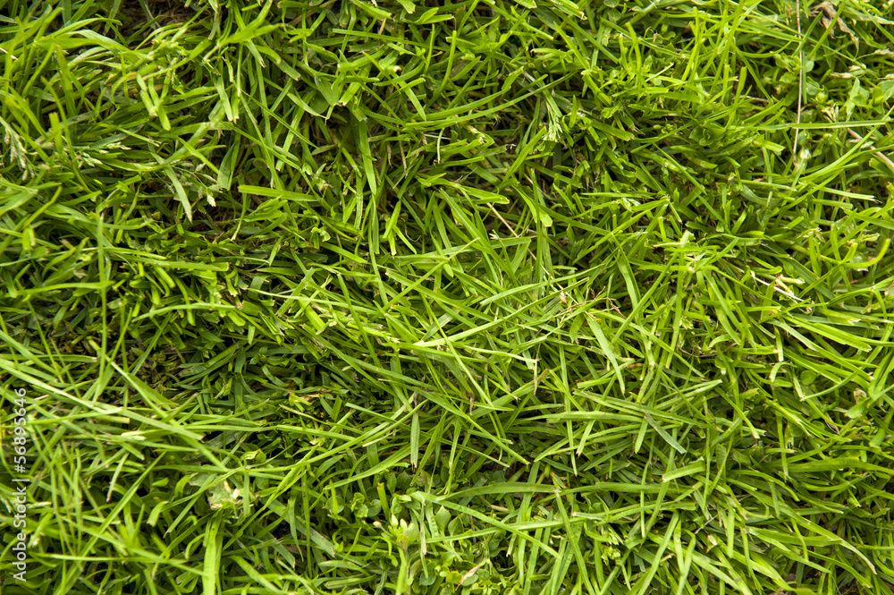 grass surface grass surface