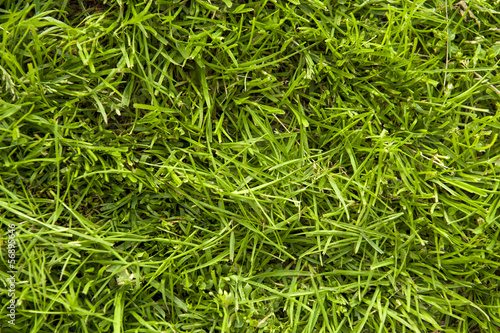 grass surface