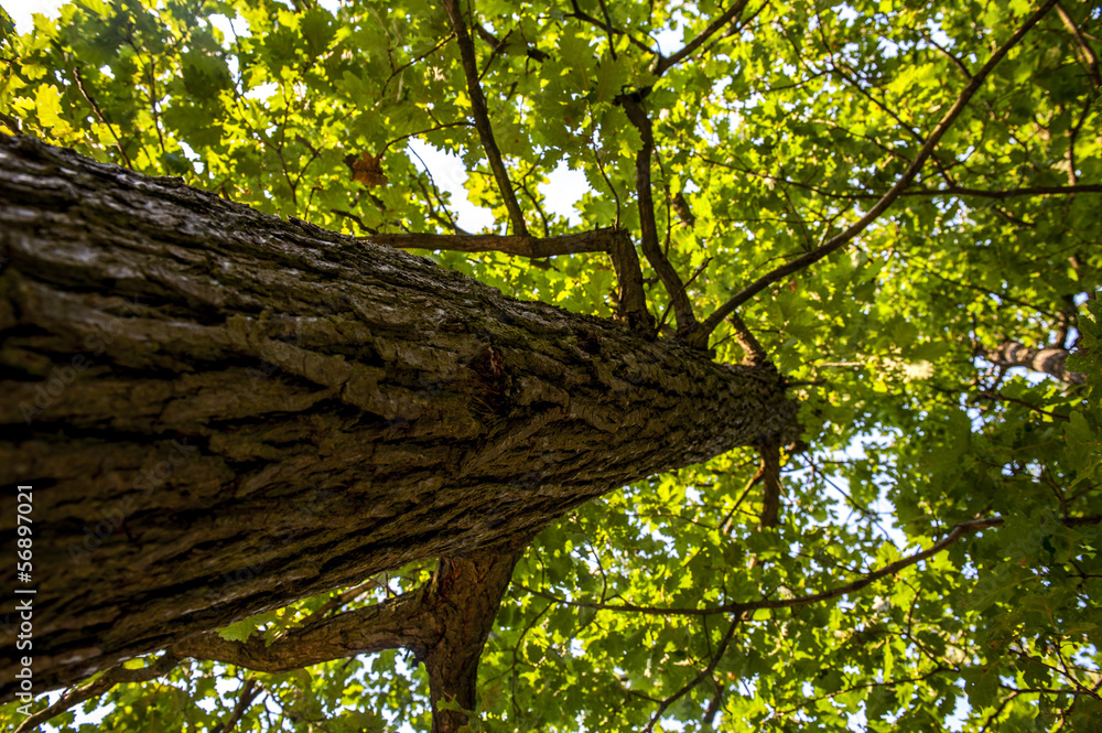 Naklejka premium beautiful landscape view at the top of the woods