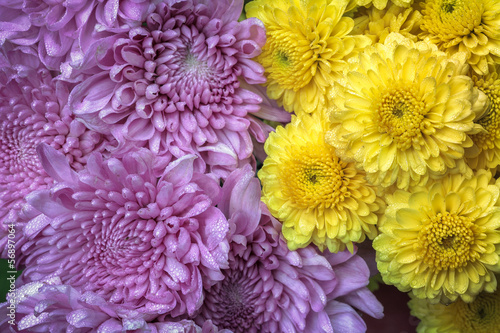 Fototapeta Naklejka Na Ścianę i Meble -  bouquet  purple and yellow chrysanthemum as background
