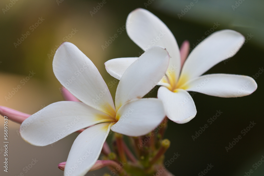 Naklejka premium White frangipani flowers