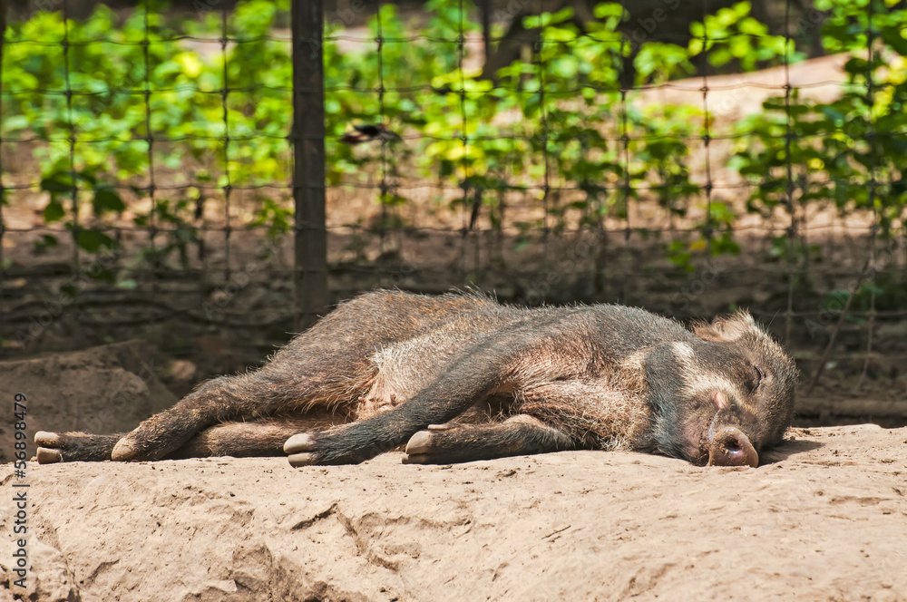 A sleeping wild boar.