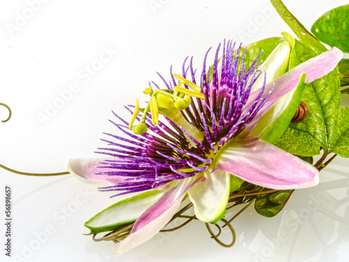 Passionsblume, ganz nah: Passiflora x belotti / Studio photo