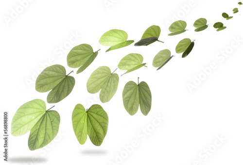 butterfly leaves #1