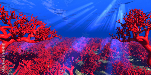 Naklejki na drzwi Czerwona rafa koralowa