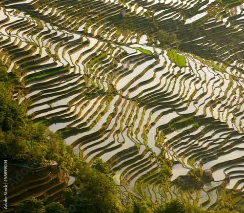 Rice terraces background