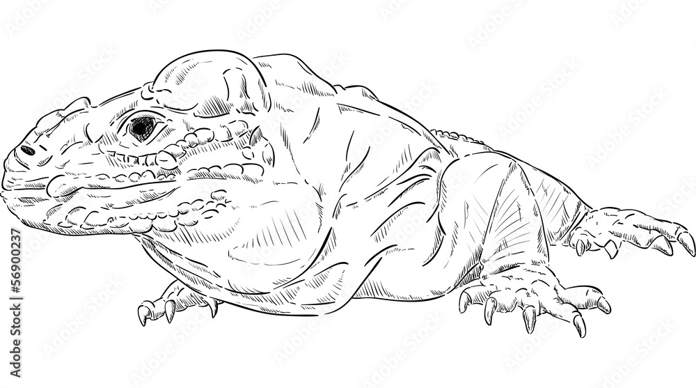 Obraz premium Varan - Komodo dragon
