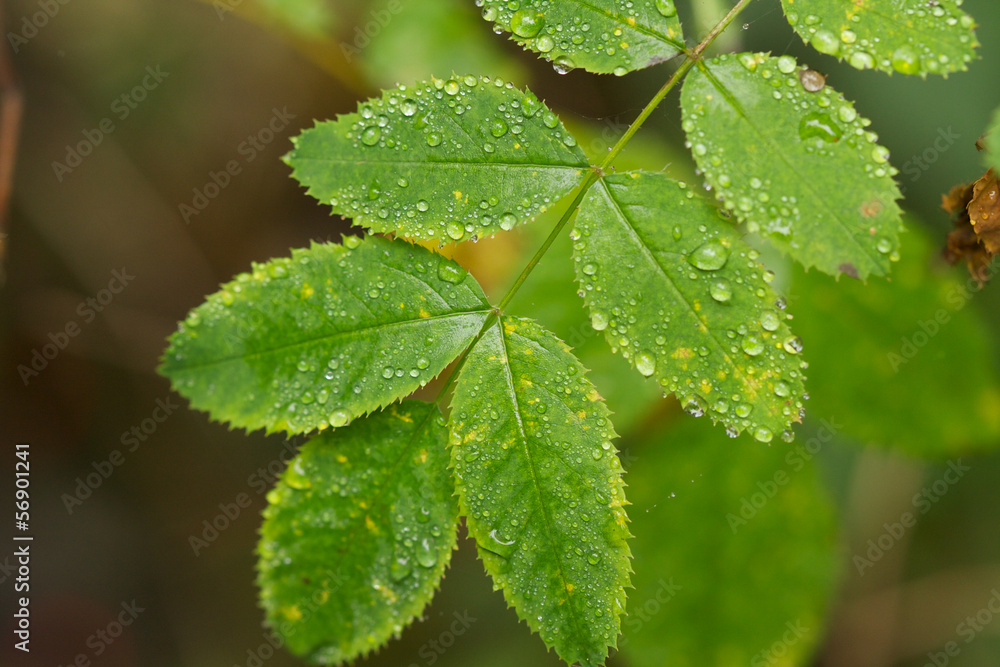 Foglie Verdi e Acqua