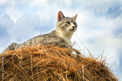 Striped, grey little cat sitting on hay.