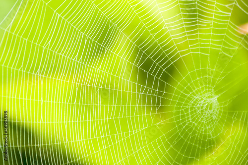 Spider web pattern for halloween scary spiderweb