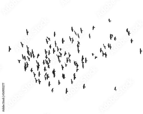flock of birds isolated on white background