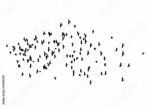 flock of birds isolated on white background