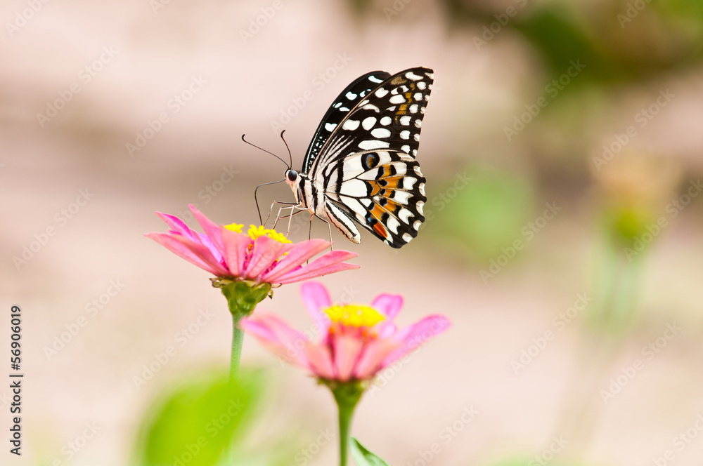 lime butterfly on flower close up lime butterfly on flower close up