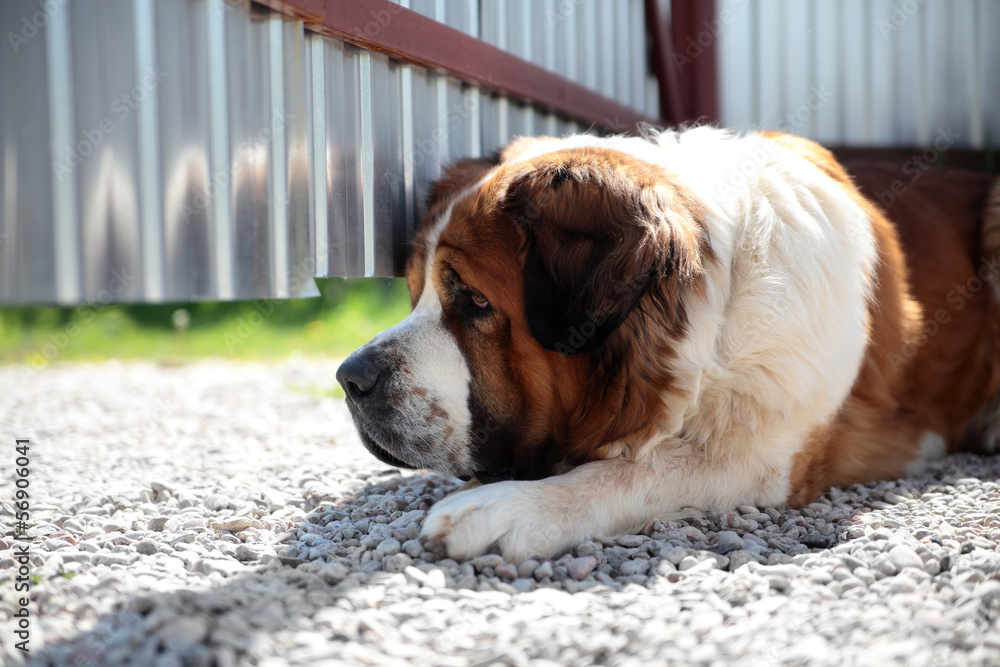 A large dog protects its teritory A large dog protects its teritory