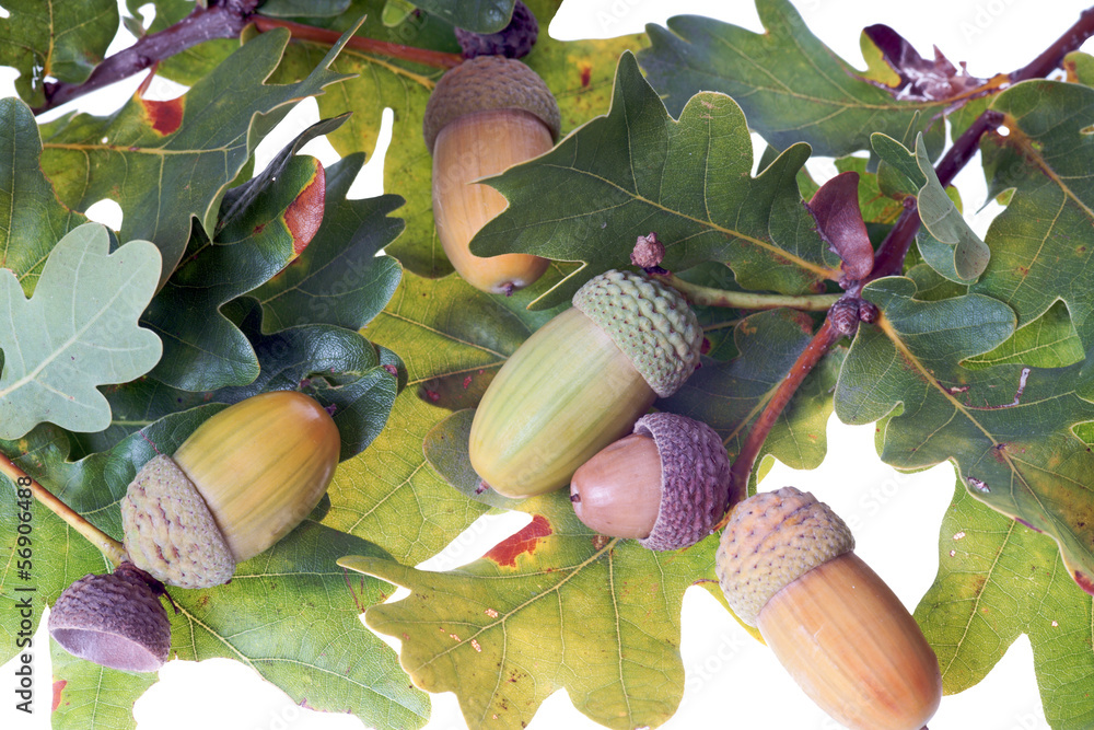 Obraz premium Eichenzweig mit Eicheln isoliert