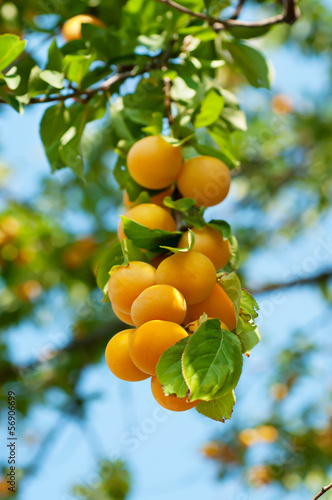 Cherry-plum tree with fruits