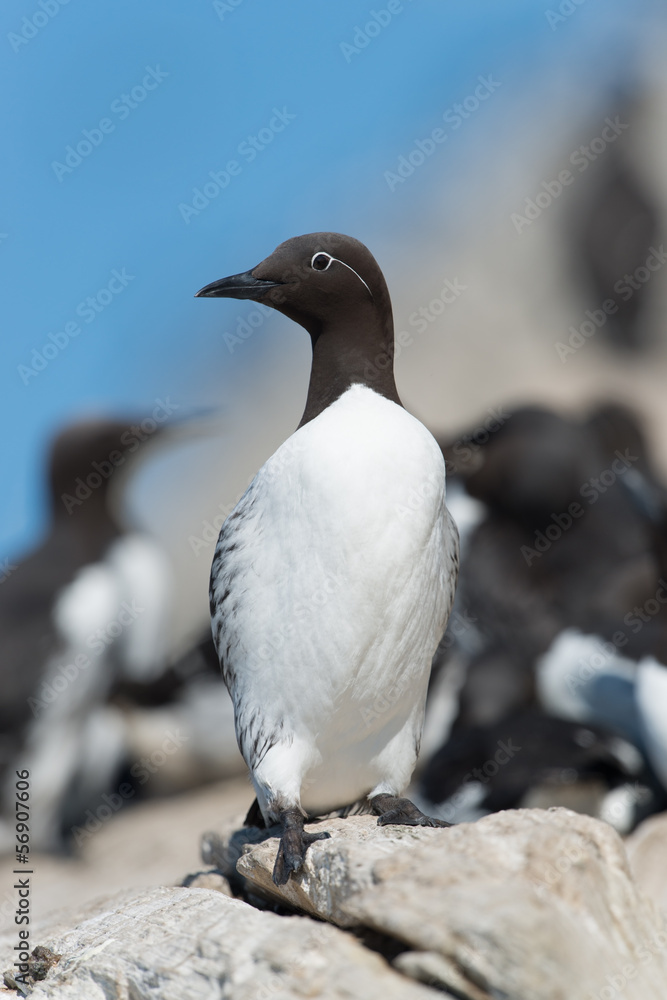 Trottellumme, Common Guillemot, Uria aalge Trottellumme, Common Guillemot, Uria aalge