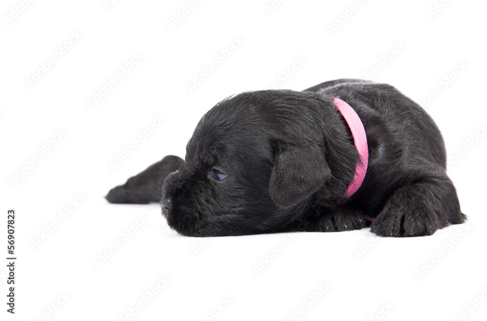 Miniature Schnauzer black puppy Miniature Schnauzer black puppy