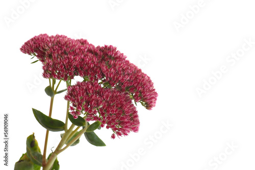 Φωτογραφία flower sedum
