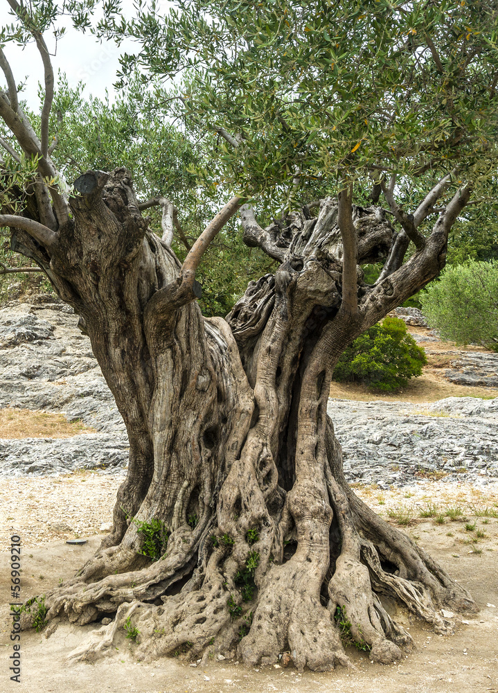 Pont du Gard: old olive trees