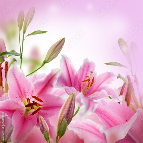 Multi-colored lilies on a dark background