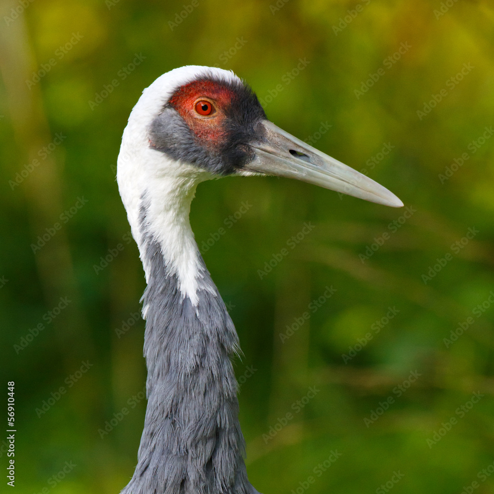 Fototapeta premium Crane Head Shot