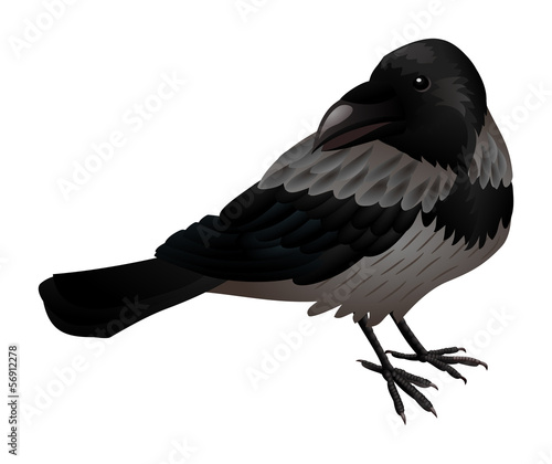 Stylized grey crow isolated