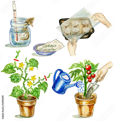 Planting tomato illustrations set