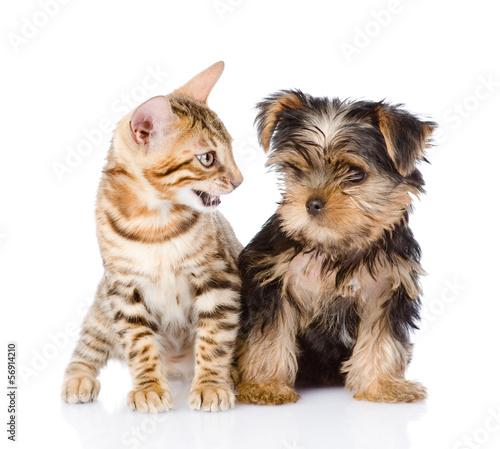 little kitten and puppy. isolated on white background © Ermolaev Alexandr