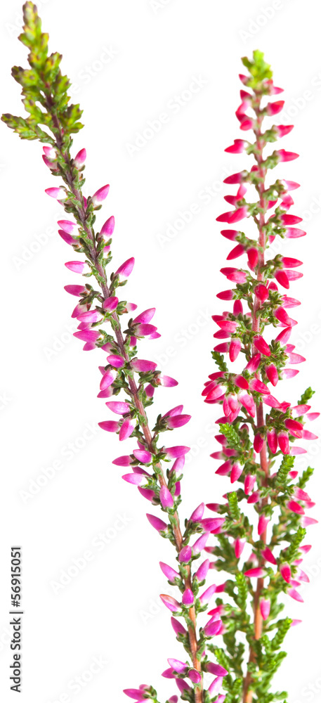 heather isolated heather isolated