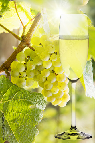 Weiße Weinreben