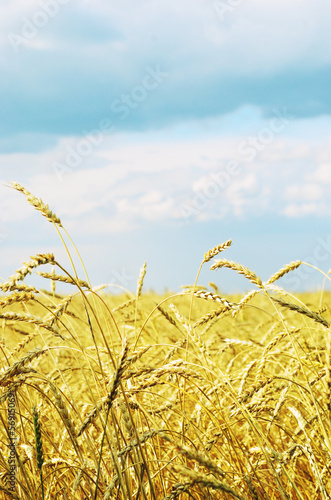 wheat field