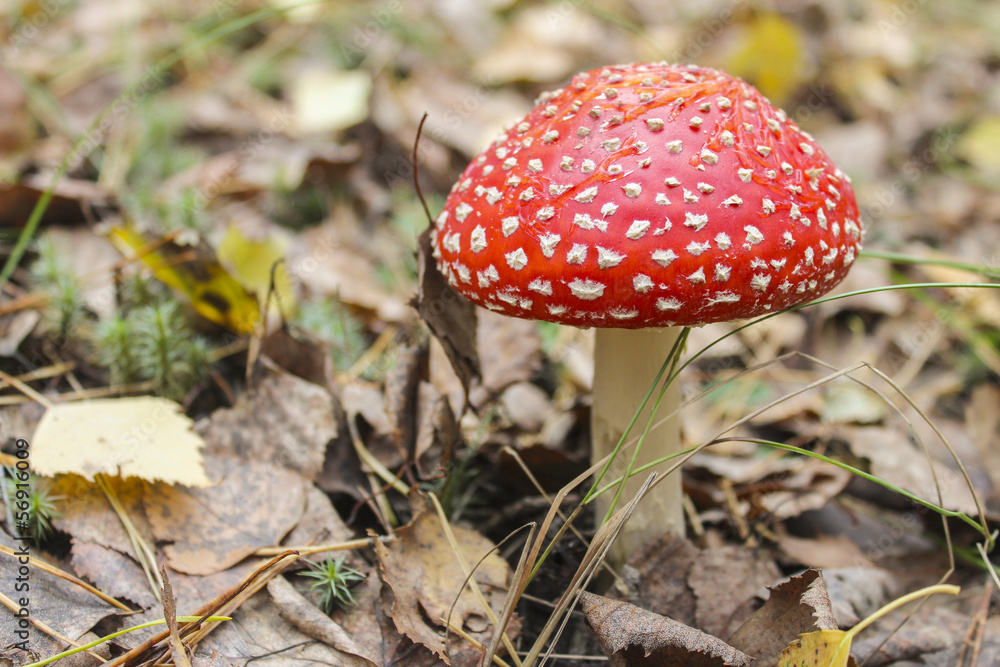 Amanita. Amanita muscaria. Amanita. Amanita muscaria.